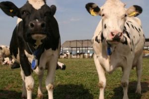 Sprijin pentru sectorul zootehnic