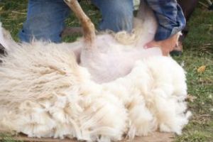 Oierii pot exporta lână în Africa de Sud