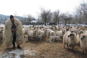 Ministerul Agriculturii: Crescătorii de ovine pot valorifica lâna în 20 de centre de colectare