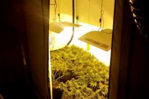 Cultură indoor de cannabis, descoperită de poliţişti
