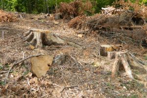 Florin Nan: În judeţul Braşov nu s-a defrişat ilegal niciun metru pătrat de pădure