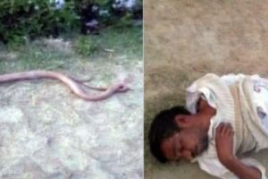 S-a răzbunat pe un şarpe muşcându-l de cap