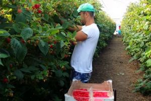 150 de locuri de muncă disponibile în Spania, în domeniul agricol