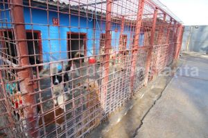 Consiliul National de Solutionare a Contestatiilor a transat licitatia pentru reparatii la adapostul de caini fara stapan de pe strada Varful cu Dor din Constanta