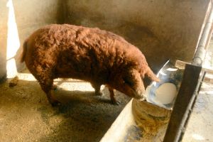 Fermierii se înghesuie să ia gratis porci Mangaliţa şi Bazna