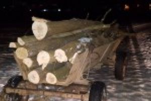 Trei barbati au fost prinsi cu lemne furate