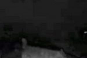 Romsilva se laudă cu fauna din Caraş-Severin. Din nou. De data asta a filmat doi lupi