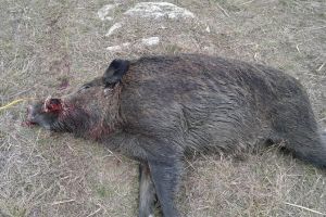 Bărbat cercetat de poliţişti pentru braconaj cinegetic