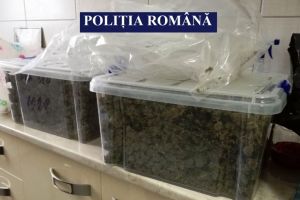 Doua femei au fost prinse in flagrant in judetul Constanta in timp ce incercau sa vanda cannabis. Suspectele au fost retinute