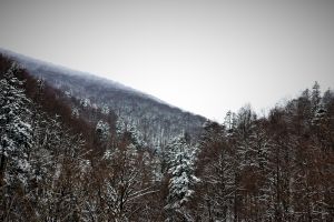 Glad Varga: „Cine beneficiază de păstrarea ambiguităţii în ceea ce priveşte formele de proprietate a terenurilor din ariile protejate?”