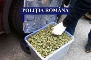 Captură spectaculosă a DIICOT Constanţa. Cannabis de 35.000 de euro, vândut de două traficante
