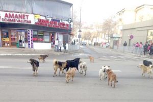 Primarul Boroş, nemulţumit de ritmul capturării maidanezilor