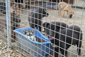 ADP Oradea susţine adopţia câinilor fără stăpân