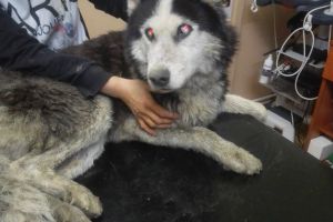 FOTO. Câine aruncat în râul Someş de stăpân. Salvat în ultima clipă de un sătmărean