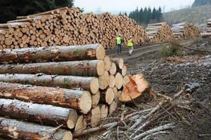 Societate sancţionată pentru nerespectarea condiţiilor de livrare a lemnului