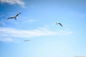 Libertatea de a întina?