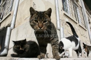 Accident de munca inedit la un hipermarket din Constanta. Un angajat a fost muscat de mana de o pisica