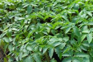 Drumul către o agricultură performantă trece pe la APIA. Depune Cererea Unică de Plată şi în 2018!