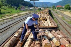 Noi taieri ilegale de lemn in Maramures