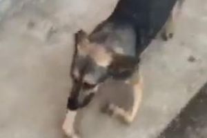 Căţel cu malformaţie din naştere, ajutat de medicii veterinari clujeni - VIDEO