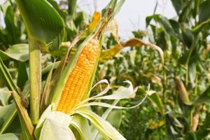 Biodiesel din porumb şi rapiţă – inovaţie în agricultura tradiţională