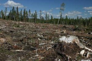 Cum sunt tăiate pădurile din Vrancea!