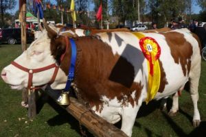 Liderul ALDE Alba, Ioan Lazăr, cere sprijinul autorităţilor: Bovinele din rasa Bălţată Românească, pe cale de dispariţie, iar ţăranii nu-şi mai pot vinde liniştiţi animalele din cauza bişniţarilor