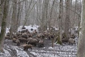 Zeci de mistreti intr-o padure din Romania. Peisaj cum rar avem ocazia sa vedem in realitate
