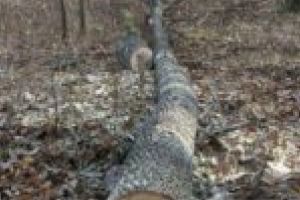 Când îţi faci iarna sanie… ilegal