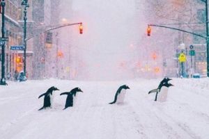 VREMEA. FURTUNA POLARĂ loveşte România. Cod PORTOCALIU de GER şi temperaturi de -22 GRADE CELSIUS