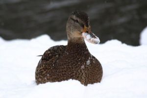 Păsări pe zăpadă