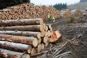 Amenzi consistente şi material lemnos confiscat pentru lipsă de documente