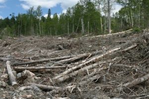 USR acuză PNL că a votat alături de PSD pentru distrugerea ariilor protejate