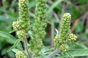 Proprietarii sau administratorii de terenuri, obligaţi să distrugă toate plantele de ambrozie