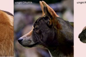 Veterinarii recomandă stoparea creşterii animalelor brahicefalice