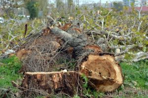 Cere şi... nu ţi se va da! Nici jumătate din cererile de tăieri de copaci nu au fost aprobate