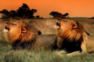 Doi lei salvaţi din grădini zoologice distruse, aflate în zone de război din Irak şi Siria, au fost transportaţi luni în Africa