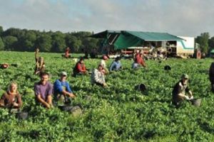 Argeşeni la cules de mazăre în Danemarca