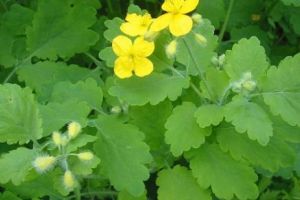 Rostopasca sau „Darul cerului”, un MIRAROL. Reţeta este extrem de simplă şi IEFTINĂ