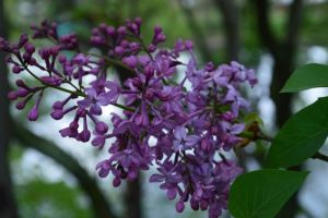 Cum va fi VREMEA până în luna mai 2018. Prognoza meteo a primăverii, publicată de ANM