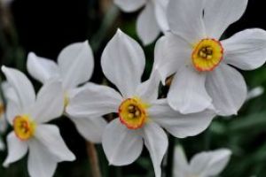 Studiu: Un compus extras din narcise are propritati anticancerigene