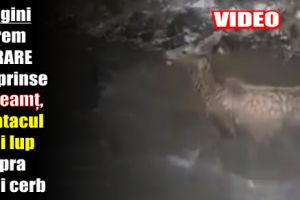 Imagini rare surprinse în Neamţ, cu atacul unui lup asupra unui cerb suliţar