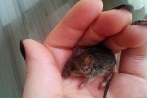 Cluj: A salvat un pui de şoarece din ger. Postarea e virală şi foarte comentată