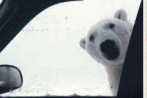 VIRALUL IERNII. La semafor la Obor… ARĂTAREA care FACE OCOLUL ROMÂNIEI. Se va râde mult, garantat. Galerie foto