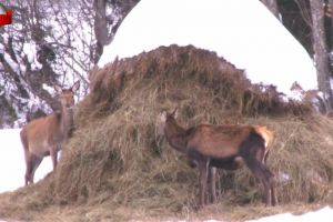 Evaluare a efectivelor de pe toate fondurile cinegetice din judeţ, efectuată de Garda ...