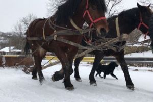 Cum se face deszăpezirea într-o comună din Prahova. Primar: De 18 ani aşa curăţăm. M-ar costa 40.000 de lei. Aşa nu mă costă nimic