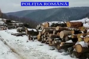 Lemne confiscate din trafic şi de la o societate comercială