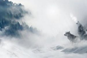 Cerb suliţar atacat de lupi în Cheile Bicazului - VIDEO spectaculos