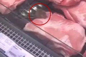 La Kaufland Curtea de Argeş şoarecii se hârjonesc prin vitrina cu cărnuri