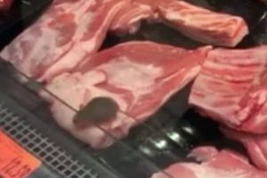 VIDEO Şoarece în raftul cu carne. Reacţia Kaufland